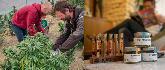 Notre CBD bio cultivé en Alsace : ce que tu dois savoir
