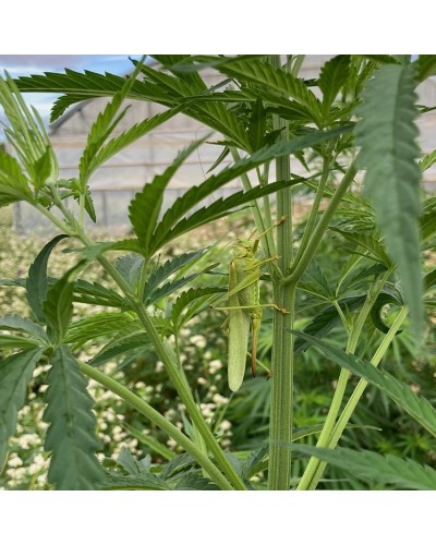 SUNDGAU SENSI – Fleur de Chanvre Bio CBD 5-10% | Détente douce