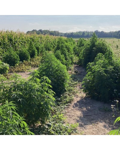 SOMMER TRIM – Trim – Bio CBD 5-10%