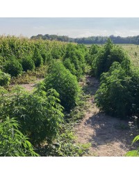SOMMER TRIM – Trim – Bio CBD 5-10%
