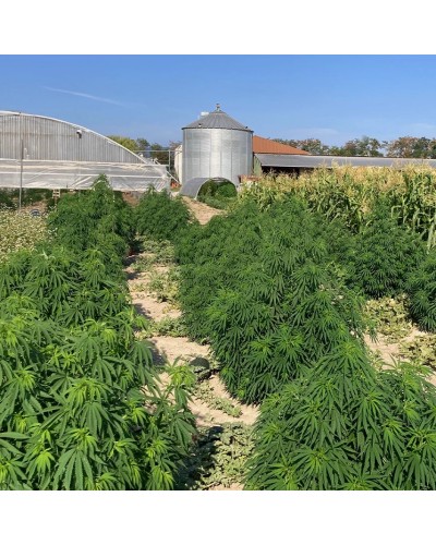 SOMMER TRIM – Trim – Bio CBD 5-10%