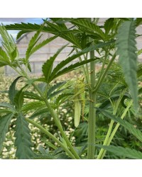 INFU'STICK CBD – MAGIQUE – Fleur de Chanvre Bio CBD 5-10%
